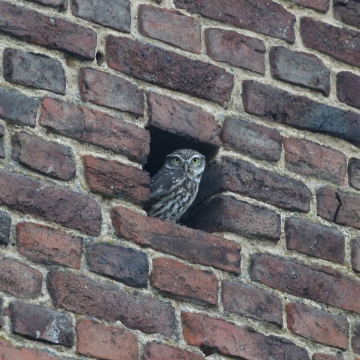 Oiseaux de proie